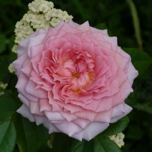 Rózsaszín - Rózsa - Inge's Rose - Online rózsa vásárlás